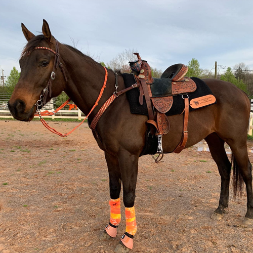 Houston Texas Horse Tack Shop Western and English Rider, saddles & Dog