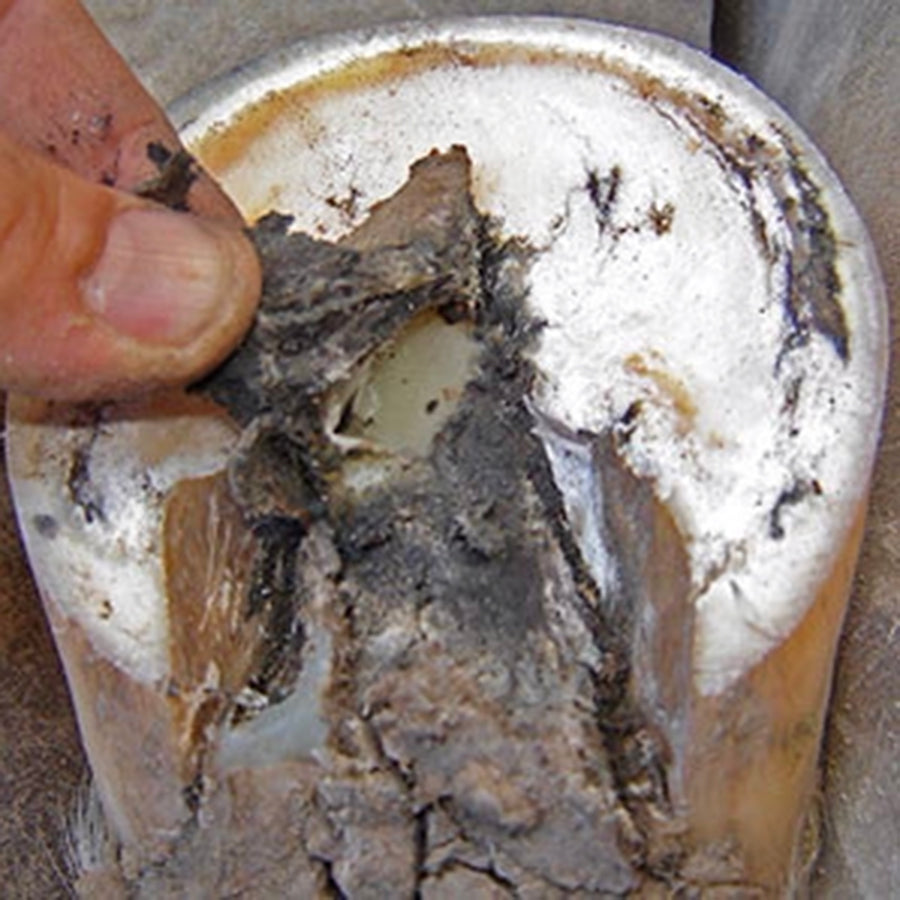 2 oz Well-Horse Wound Skin & Hoof Healing Thrush Off Farrier’s Best Friend