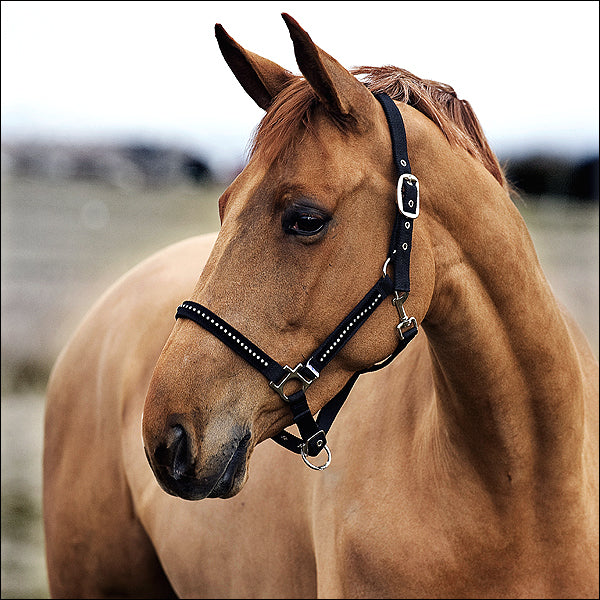 Full Size Black Horze Nylon Halter W/ Diamonds Adjustable Horse Tack