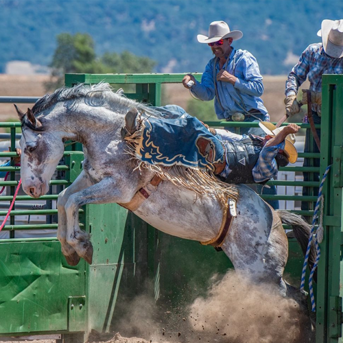 Houston Texas Horse Tack Shop Western and English Rider, saddles & Dog Hilason Saddles and Tack