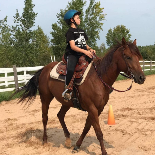 Hilason - Premium Equestrian Gear, Saddles, Tack, & Horse Supplies ...