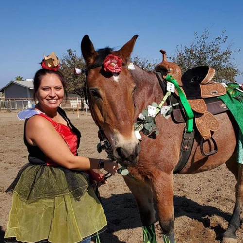 Houston Texas Horse Tack Shop Western and English Rider, saddles & Dog Hilason Saddles and Tack